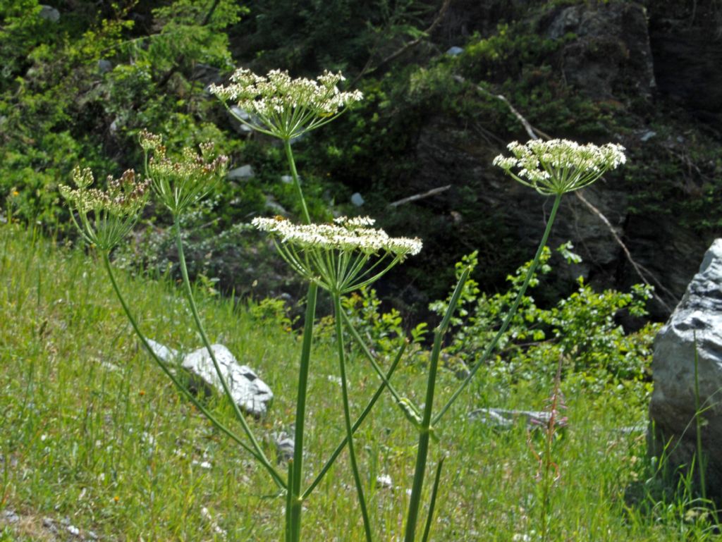 Heracleum pyrenaicum / Panace dei Pirenei